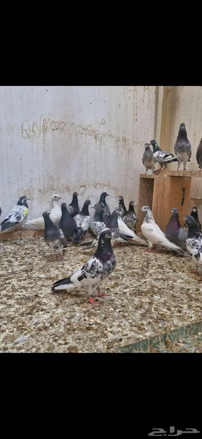 حمام باكستاني توووب 1