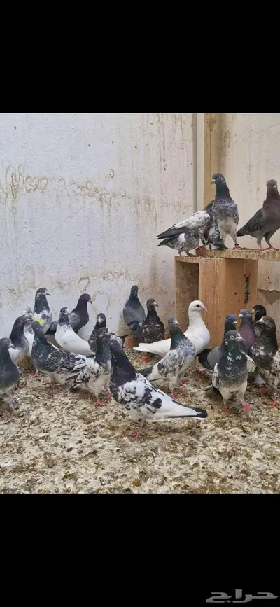 حمام باكستاني توووب index