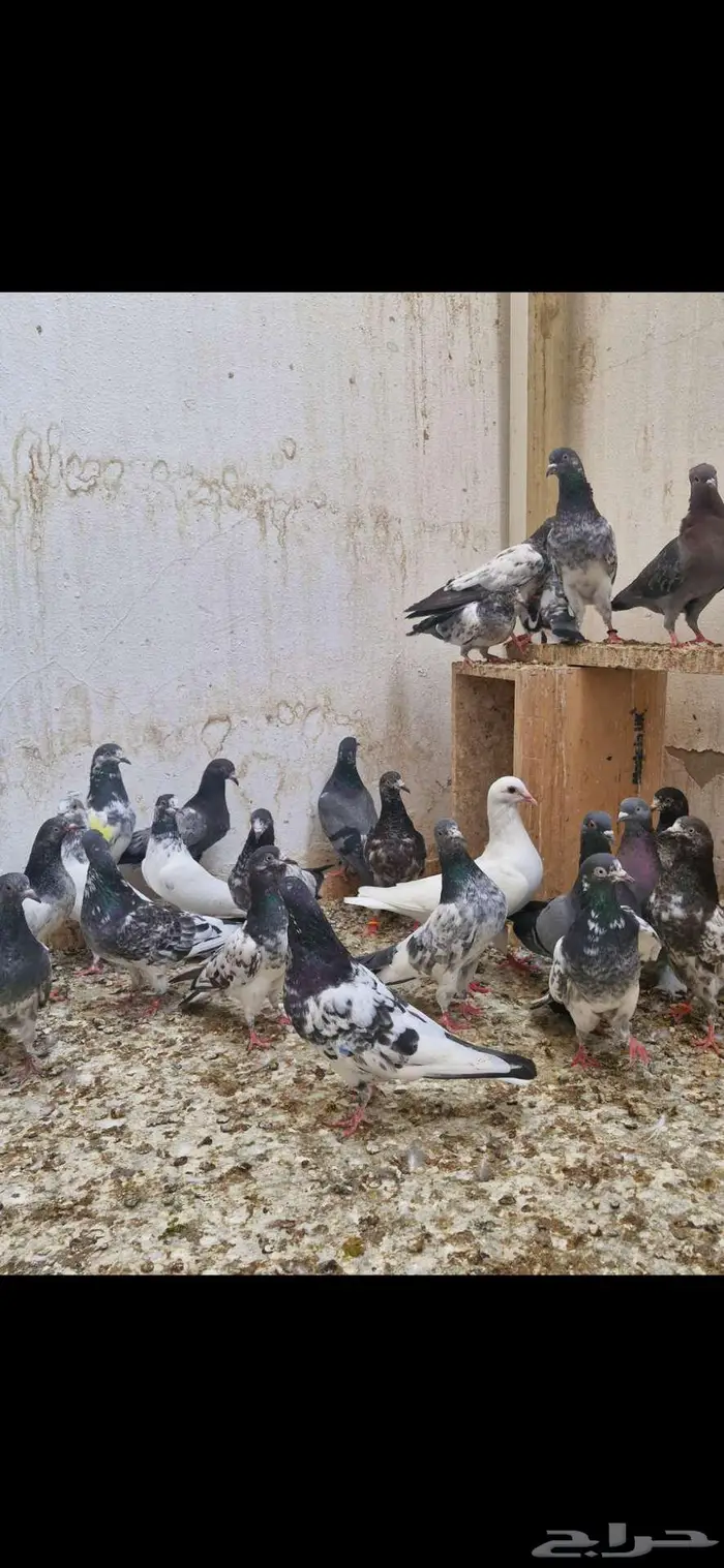 حمام باكستاني توووب 2