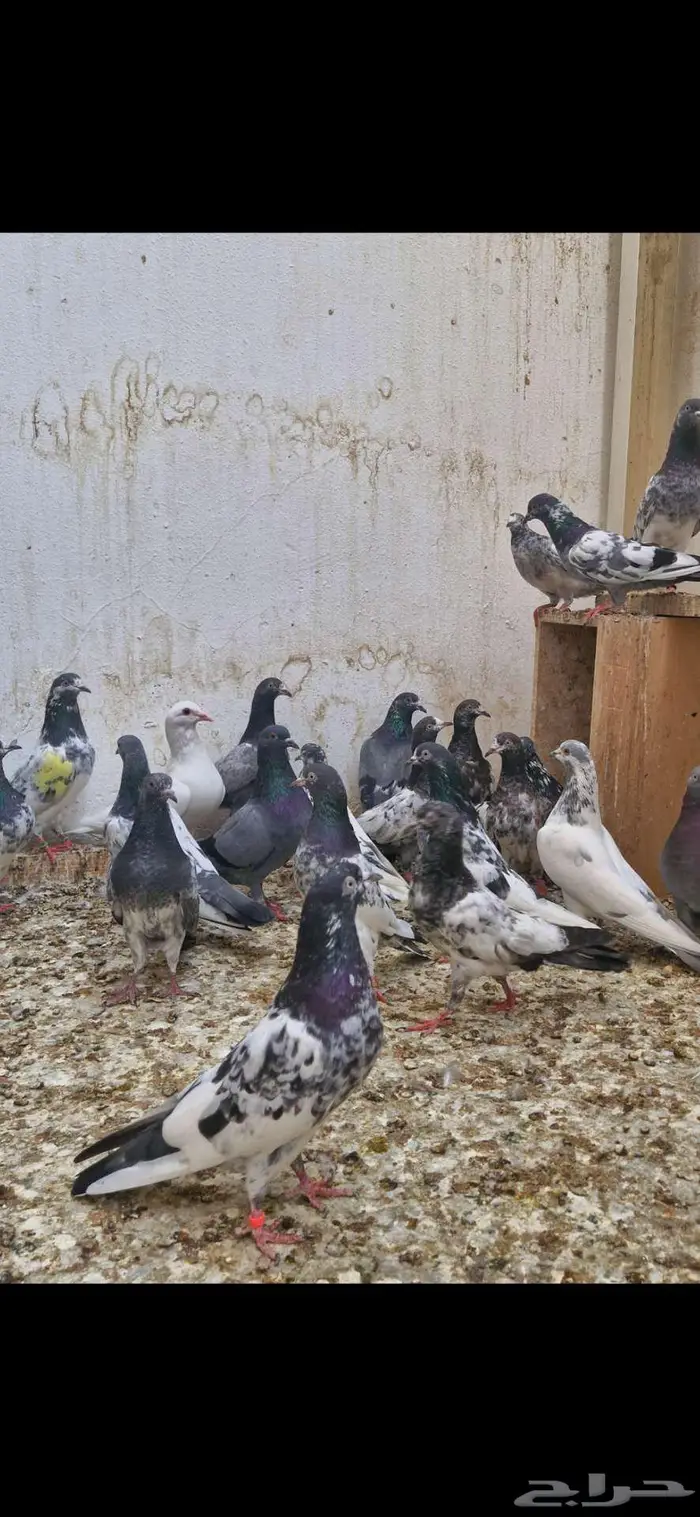 حمام باكستاني توووب 7