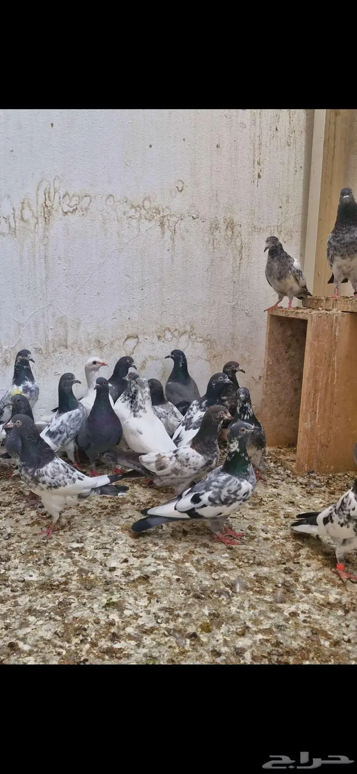 حمام باكستاني توووب 15