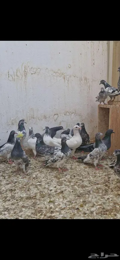 حمام باكستاني توووب index