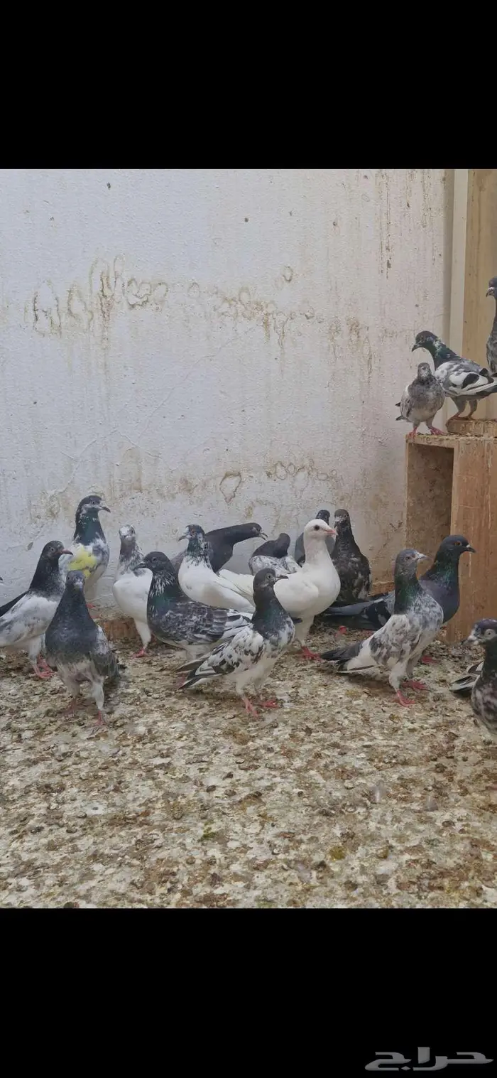 حمام باكستاني توووب 8