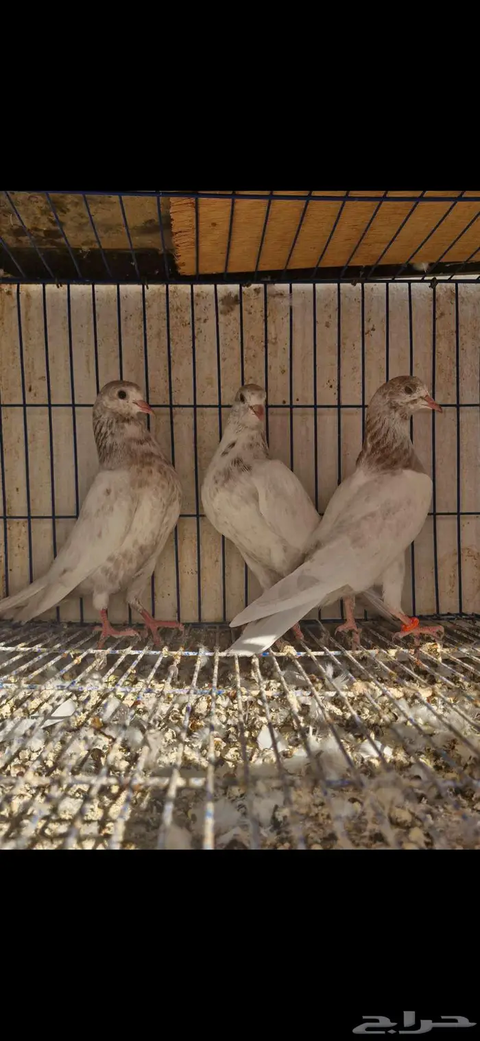 حمام باكستاني توووب 16