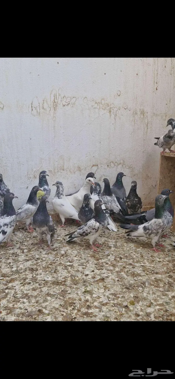 حمام باكستاني توووب 9