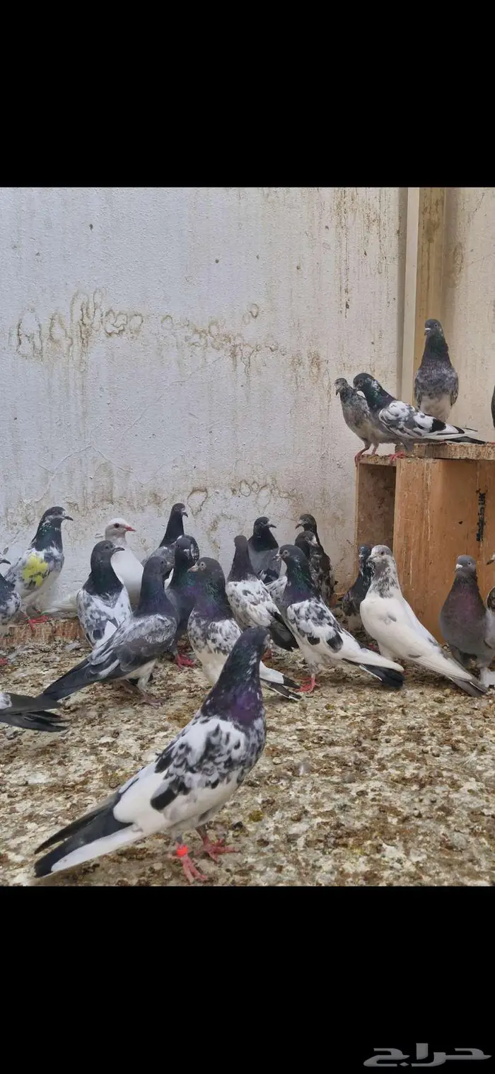 حمام باكستاني توووب 10