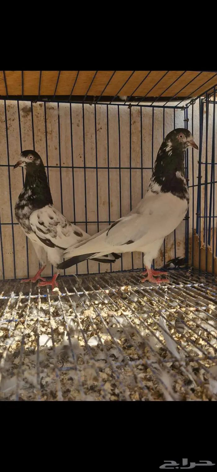 حمام باكستاني توووب 11