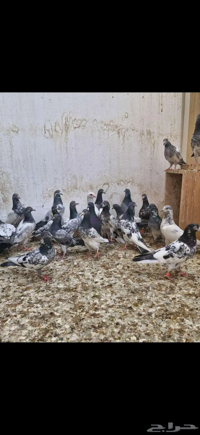 حمام باكستاني توووب 17