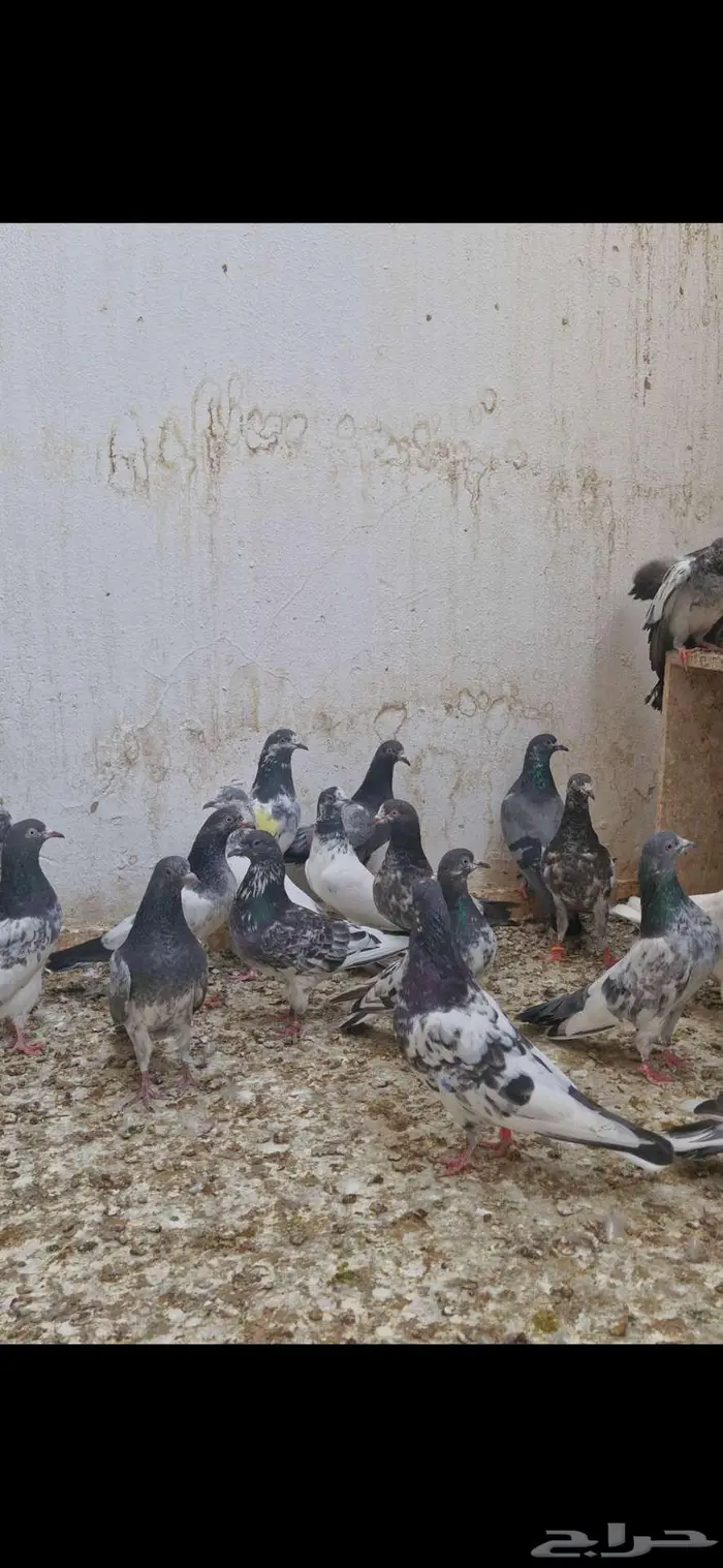 حمام باكستاني توووب 12