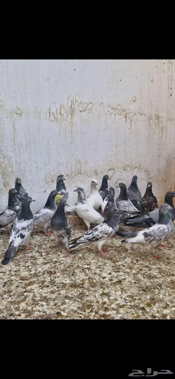 حمام باكستاني توووب 14