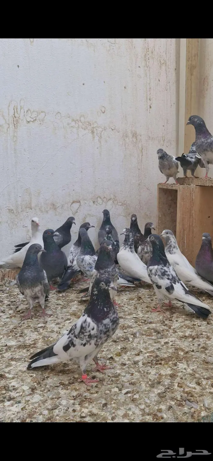 حمام باكستاني توووب 13