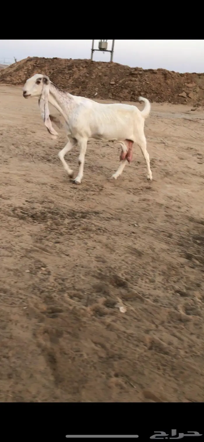 للبيع معزا طيبه العدد 3 1