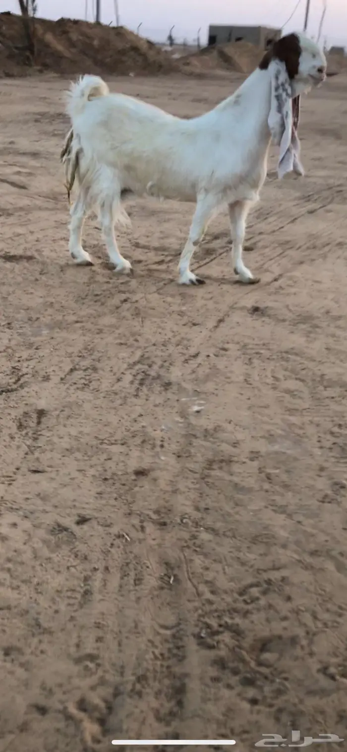 للبيع معزا طيبه العدد 3 2