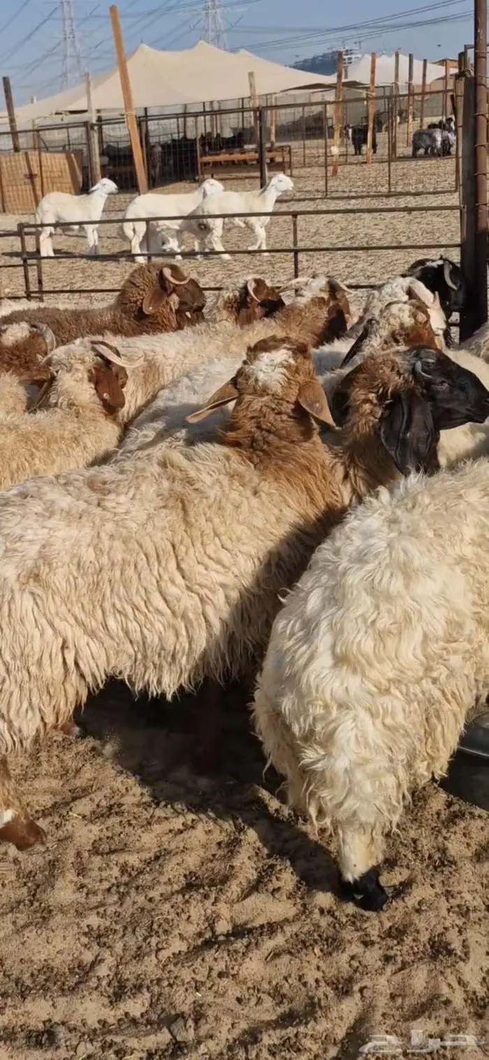 ذبايح نعيم حري تيوس 10