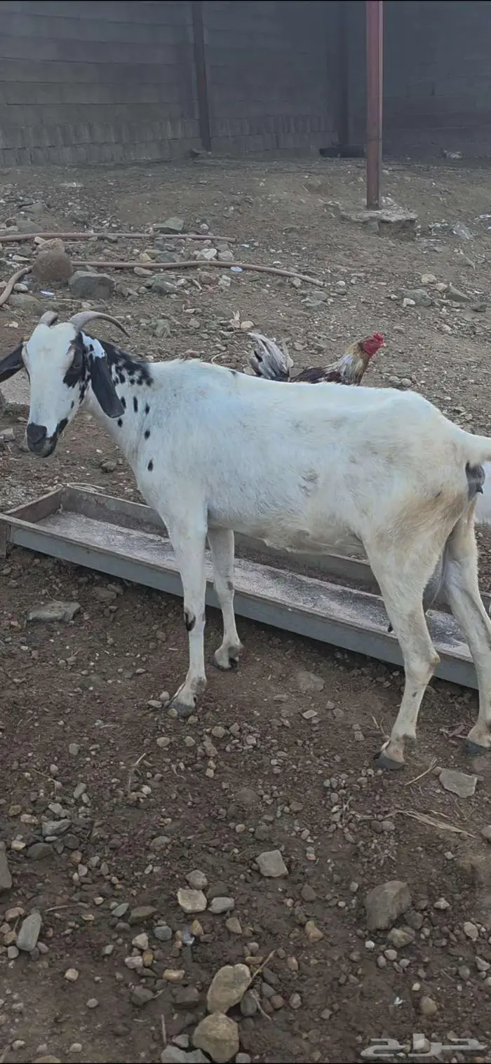 عنز بيشيه منتوج 1