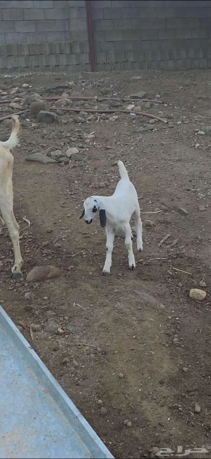 عنز بيشيه منتوج 3