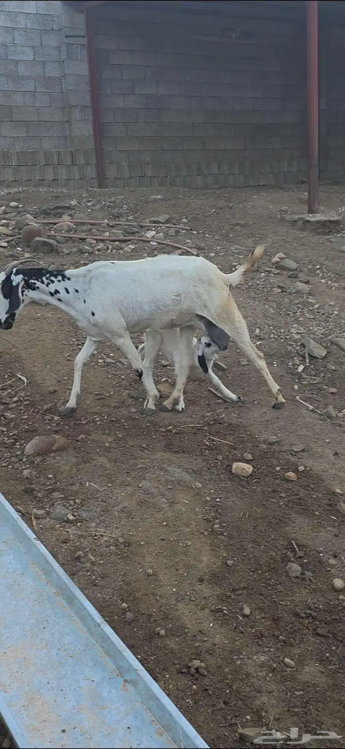 عنز بيشيه منتوج 2