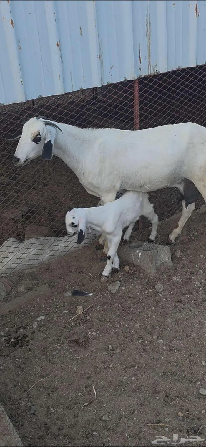 عنز بيشيه منتوج 0