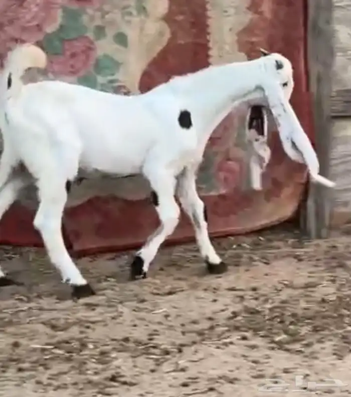 للبيع تيس مشروك مطور 0