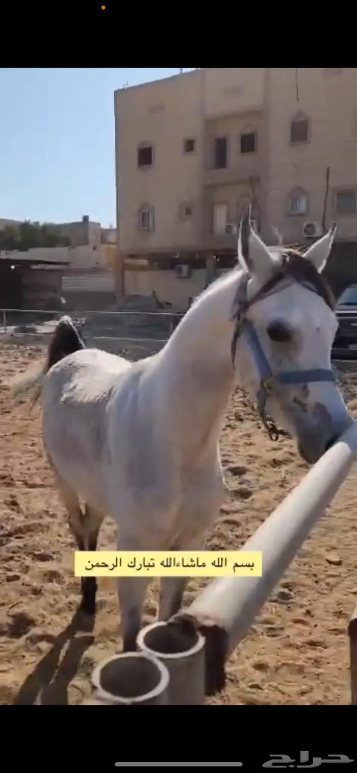 خيل عربي واهو 0
