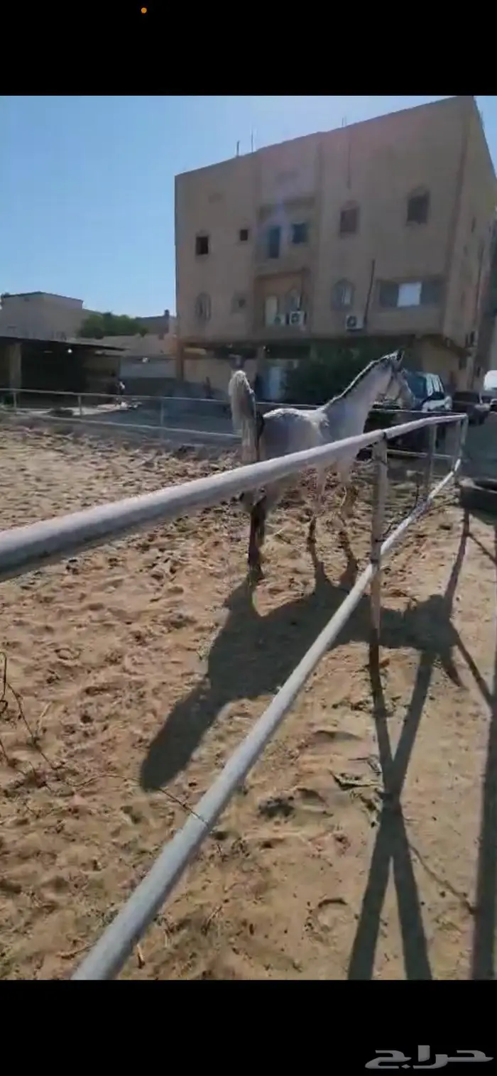 خيل عربي واهو 2