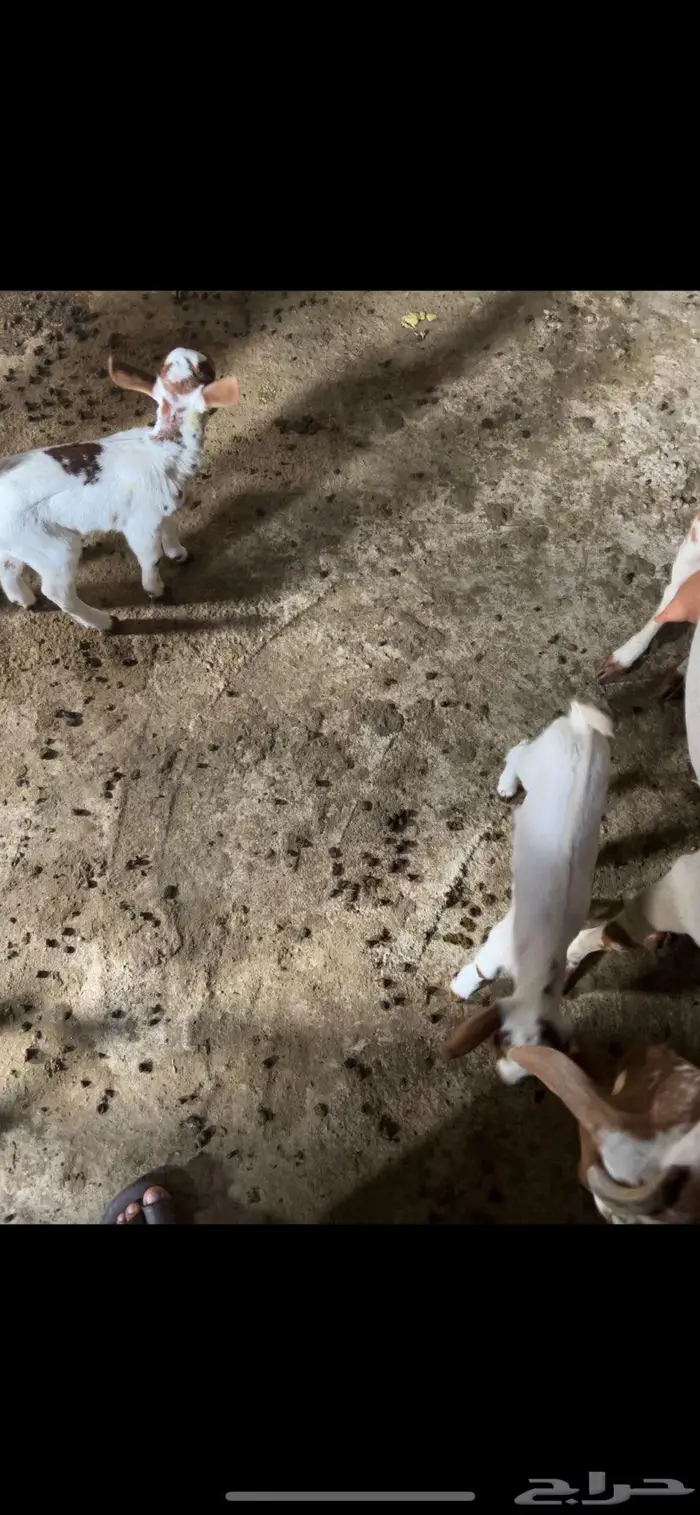 شاه تحتها اثنين 0