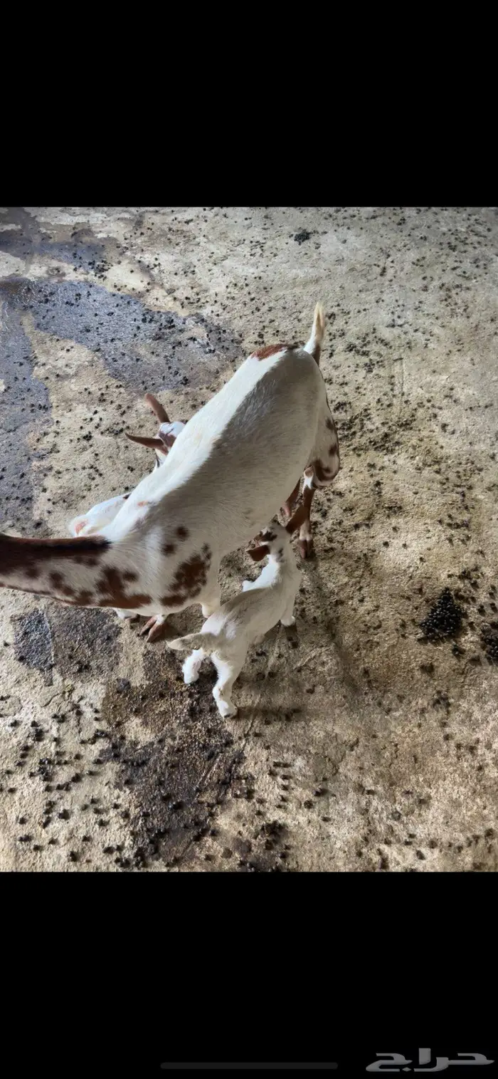 شاه تحتها اثنين 1