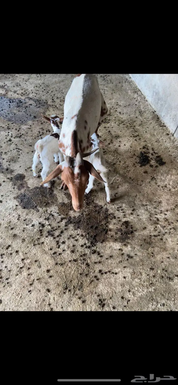 شاه تحتها اثنين 2