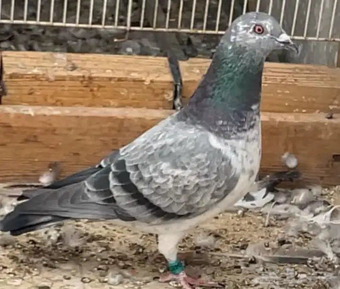 زاجل سباق غرزل 0