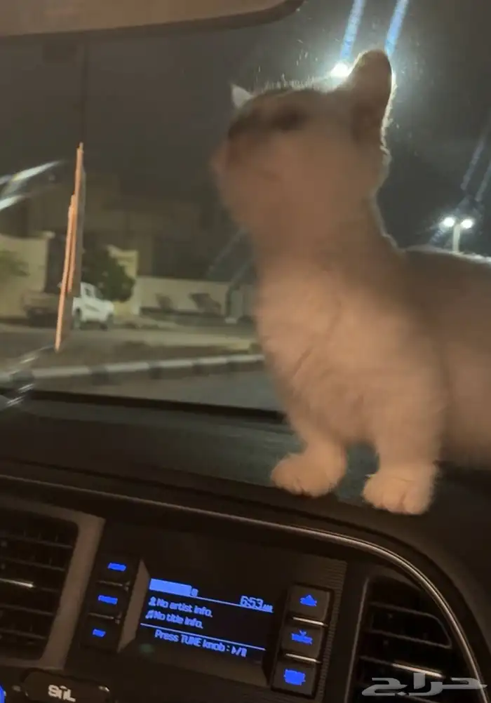 منشكن القط القزم 2