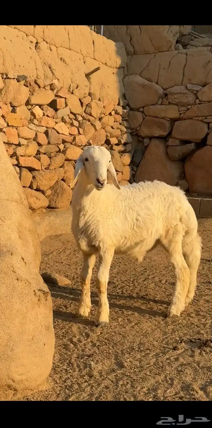 خروفين مشاريع فحول 2