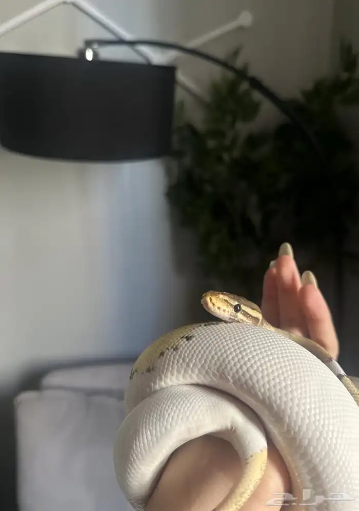 فقاسة زواحف و بايد بول بايثون للبيع 2