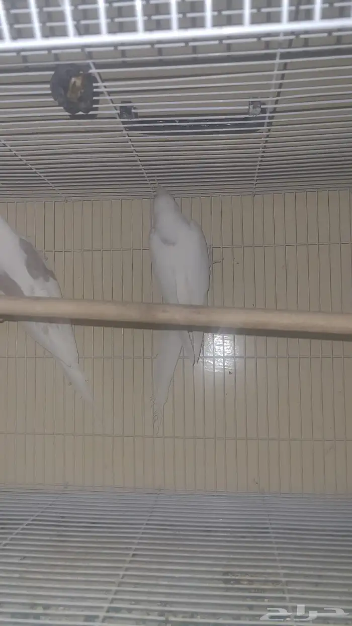 جوز كروان طفرة 2