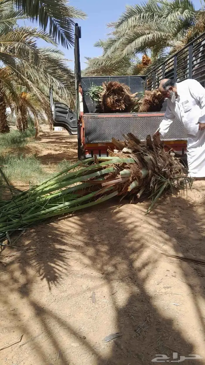 فسايل ونخيل كبير ونقابل بجميع انواعها ومقاساته 6