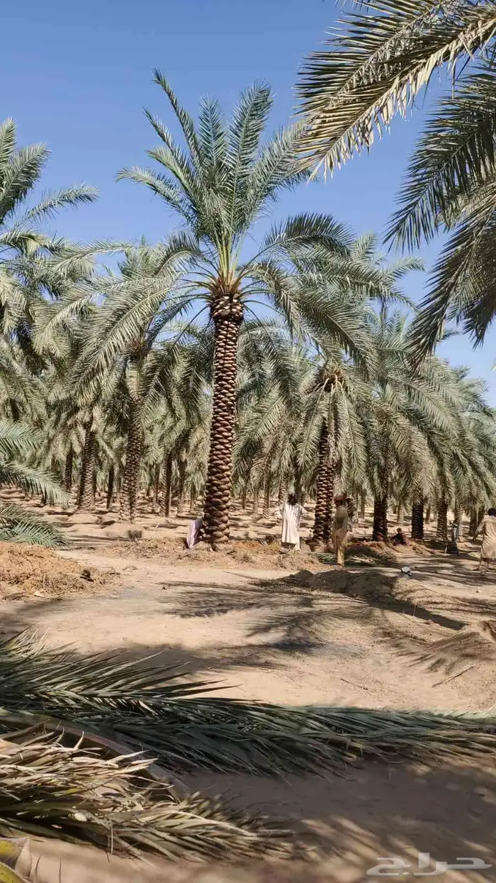 نخيل البيع 2