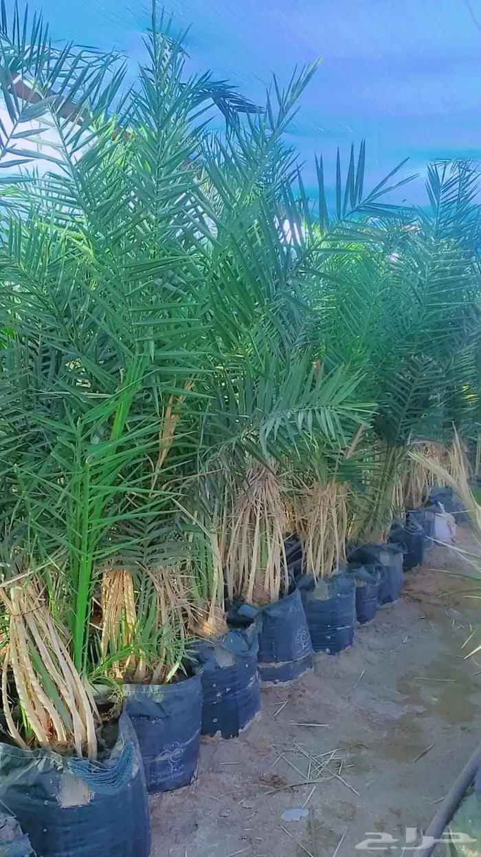 نخل وجثايث للبيع شيء طيب وجميع الاحجام والمقاسات موجوده 5