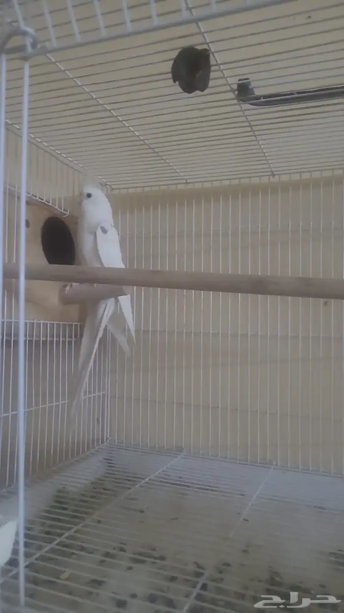 جوز كروان طفرة 1