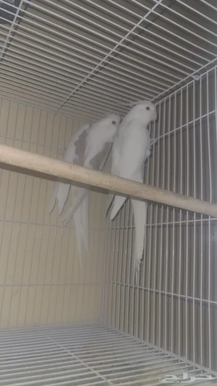 جوز كروان طفرة 0