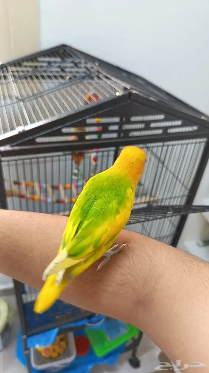 للبيع فيشر اليف نشبة 1