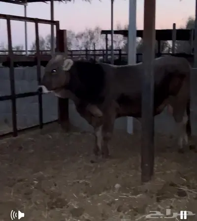 فحل براون فاخر من سلالة معروفة العمر سنتين index