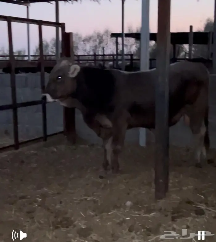 فحل براون فاخر من سلالة معروفة العمر سنتين 1