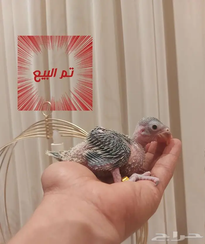 مجموعة فروخ 2