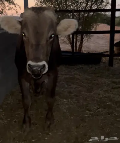 فحل براون فاخر من سلالة معروفة العمر سنتين index