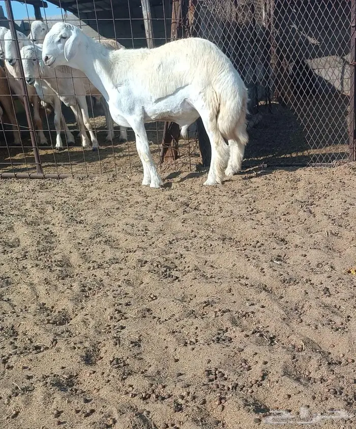 مشروع فحل حري صنف في أملج -الحد موجود 2