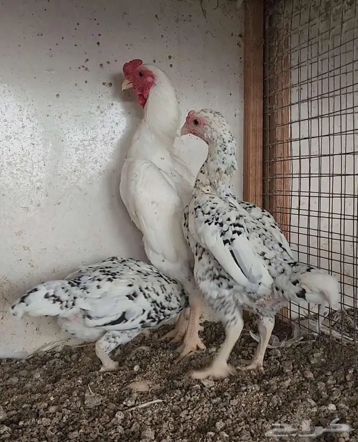 طقم كوشامو ألماني منتج 1