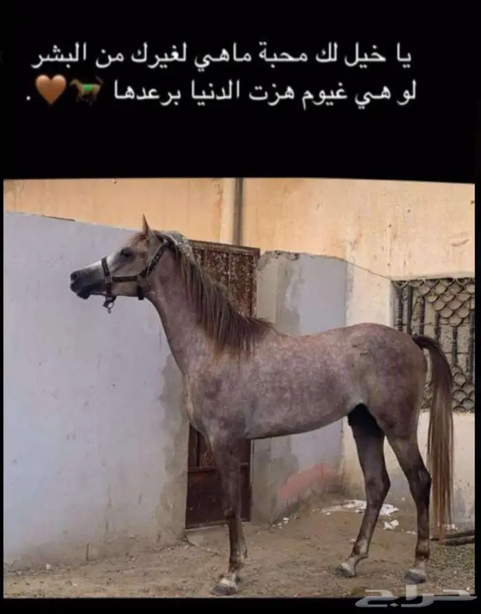 خيل عربي اصيل بدون ورق على السوم 0