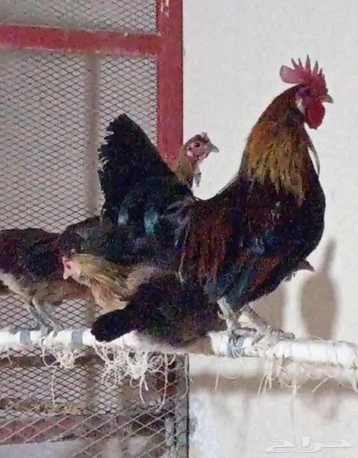 دجاج عربي فري 8