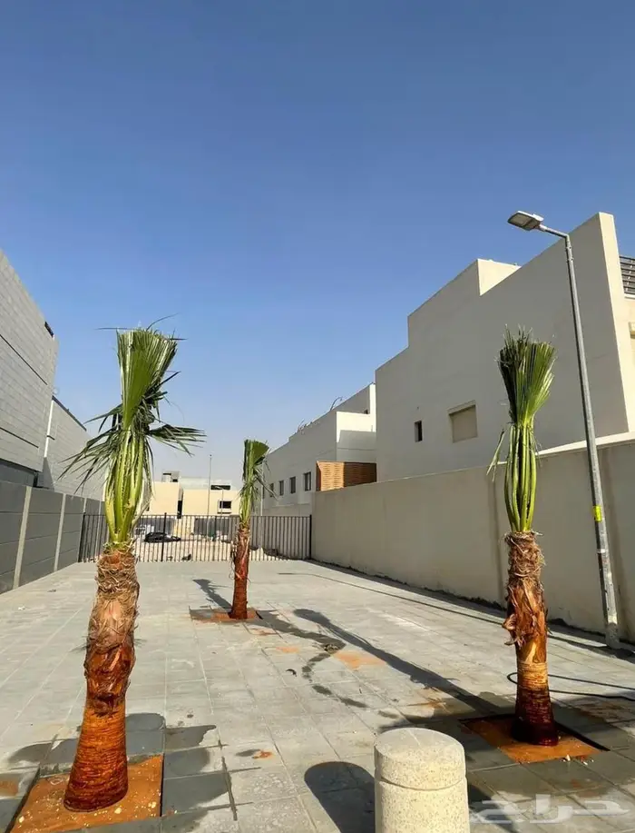 نخيل واشنطني 3