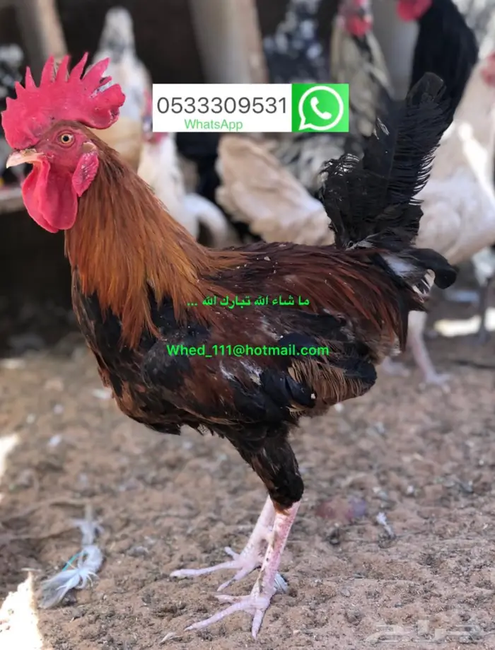 ديوك بلدي عنيزة 4