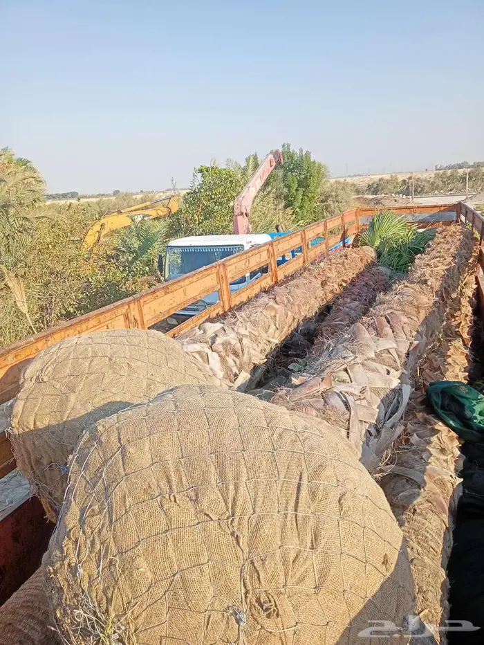 يوجد لدينا اشجار النخيل واشنطني جميع المقاسات 3